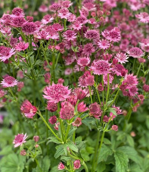 Astrantia major 'Roma'
